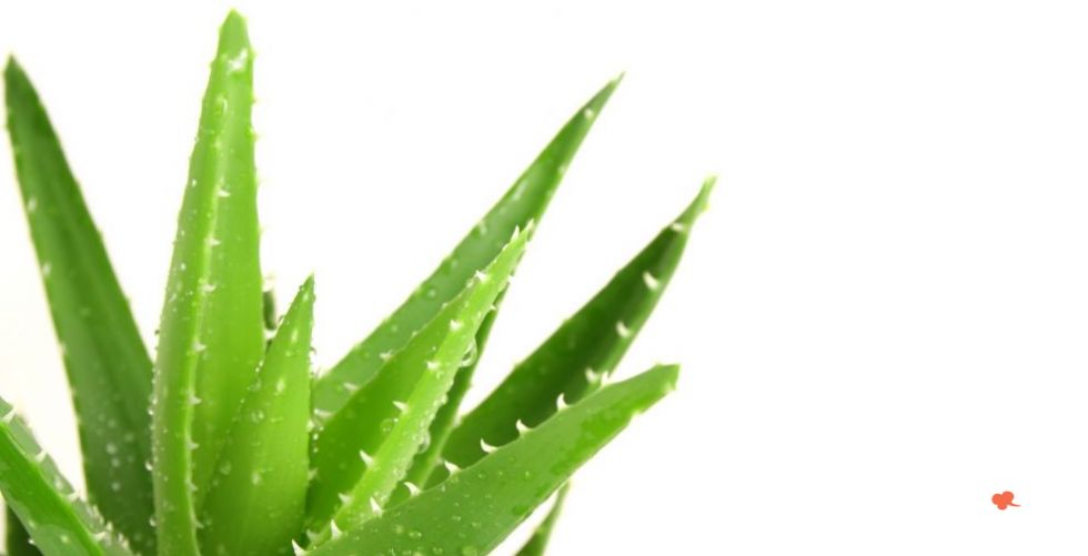 What are the benefits of aloe vera?